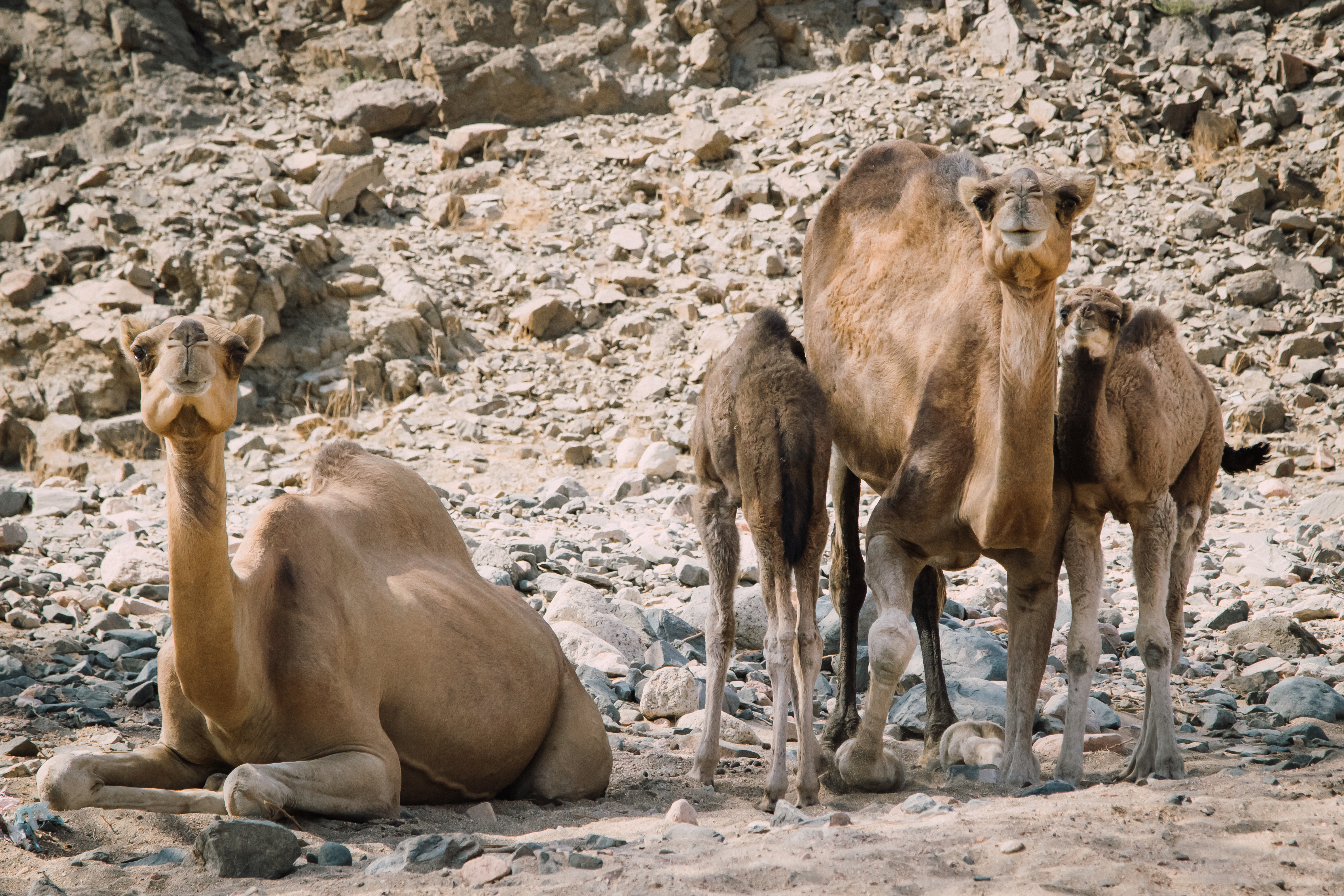 Camels